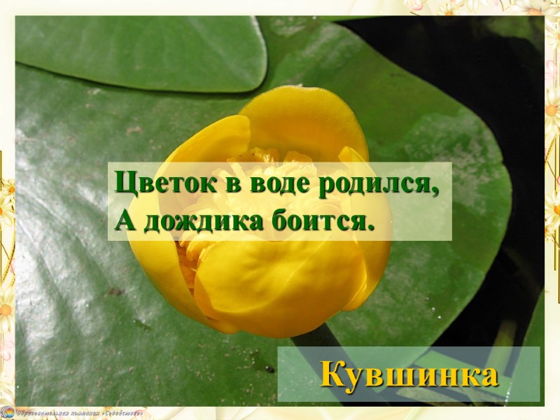 Кувшинка Цветок в воде родился, А дождика боится.